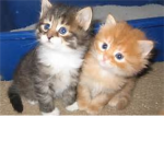Clash of cats