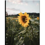 Sunflower squad 1