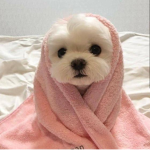 puppy cult.
