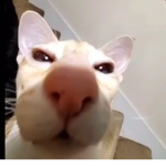 Hi guys it me