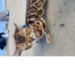 YinYangCats