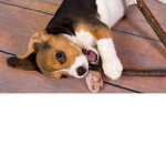 Beagle puppies