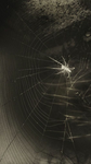 Mavericks Innsights