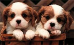 Puppy lovers!!!!