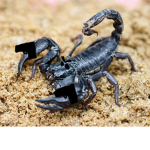 [ATF] The Scorpions