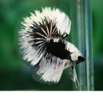 ~ForeverBettas~