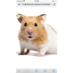 Hamster group :)