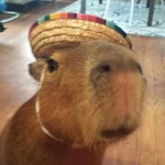 Capybara Cult..