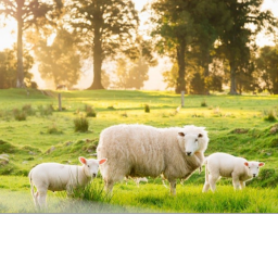 The Sheep Club's game with only trees