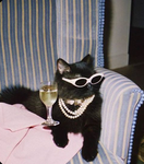 The only cat group