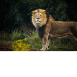 RawrFIlms