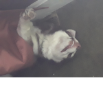 Cat dog bunny