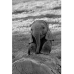 Elephant ARMYYYY!