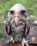 Teddy bears! :3