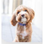 HAZELS_CLOTHES DOGGY