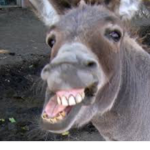 Donkey Face Studio