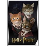 cool cats (crazy cats)