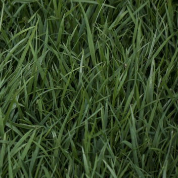 Grass