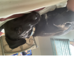 Dogs are awsome lol