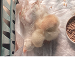 ChickenGod’s fan group