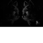 Magiccat"s group