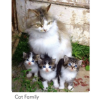 EGGS GROUPs