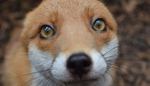 Foxy and pin