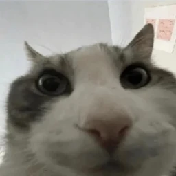 feed jeremy. (polishing updoot) icon
