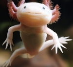 Nabnab axolotl