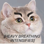 The Dizzy Kittens
