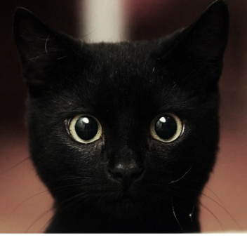 [CLOSEED FOR UPDATES] Reach The Kittens Obby!