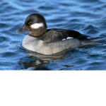 Duck gaming official