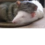 Hi my kiwi's