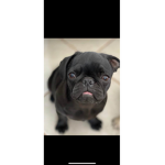Pugs are cool and cute