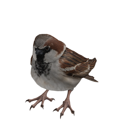 Sparrow Suit