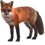 ## FOX GANG