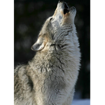 Rise of the wolf