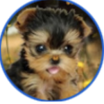 Doggy’s world with Lizzy Fans!