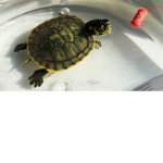 [Turtle Army]