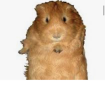 Guinea pig and capybara fans