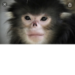 Monkey pro xd