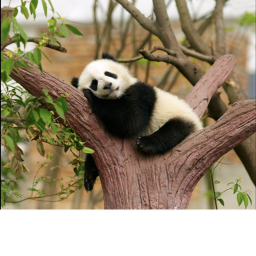 MUMMY PANDA