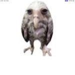 Owl egg