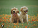 The puppy place!