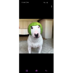 Watermelon dog
