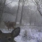 oh deer:p Group Thumbnail