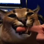 Floppa wants You