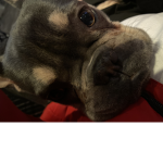 LOVE YOUR DOGGIES