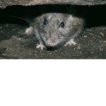 the rats club helper