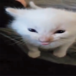 Defrog